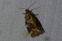 Archips xylosteana