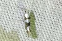 Argyresthia brockeella