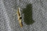 Argyresthia pruniella