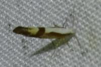 Argyresthia pruniella