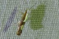 Argyresthia pruniella