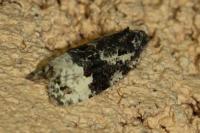 Apotomis turbidana