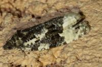 Apotomis turbidana