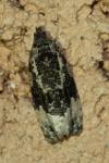 Apotomis turbidana