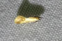Batia lunaris