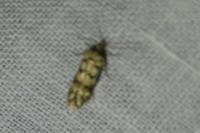 Bryotropha