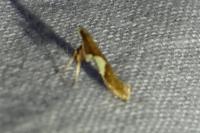 Caloptilia stigmatella