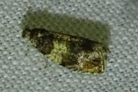 Celypha aurofasciana