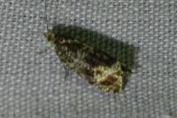 Celypha lacunana
