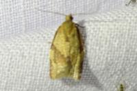 Clepsis consimilana