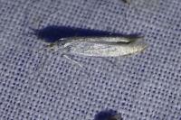 Coleophora