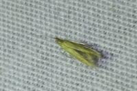 Coleophora