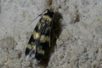 Oegoconia