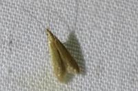 Coleophora
