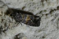 Cymolomia hartigiana