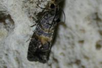 Cymolomia hartigiana