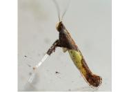 Caloptilia