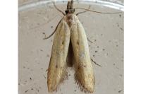 Mesophleps corsicella