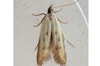 Mesophleps corsicella