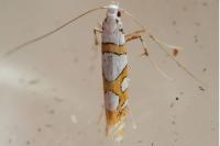 Spulerina simploniella