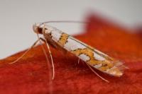 Spulerina simploniella