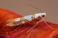 Spulerina simploniella