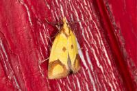 Agapeta zoegana