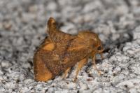Apoda limacodes