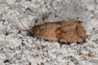 Celypha striana