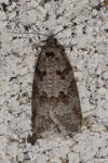 Cnephasia