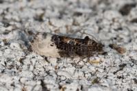 Hedya nubiferana