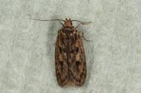 Hofmannophila pseudospretella