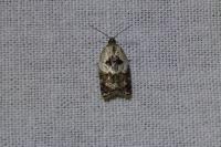 Acleris variegana