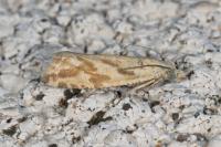 Thiodia citrana