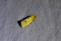 Agapeta hamana