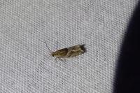 Ancylis comptana