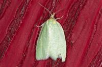 Tortrix viridana