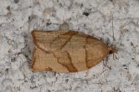 Pandemis cerasana