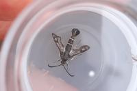 Pyropteron affine