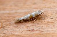 Cedestis gysseleniella