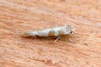 Cedestis gysseleniella