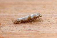 Cedestis gysseleniella