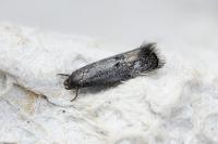 Elachista serricornis