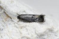 Elachista serricornis