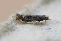 Elachista canapennella