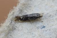 Elachista canapennella