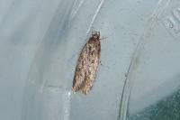Hofmannophila pseudospretella