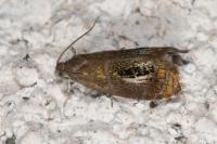 Olethreutes arcuella