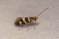 Micropterix allionella