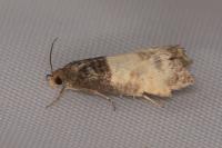 Notocelia cynosbatella